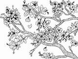 Cherry Bunga Blossom Sakura Mewarnai Wiosna Sadzie Blossoms Sketsa Kolorowanka Lewatkan Ngetrend Jangan Dalam sketch template