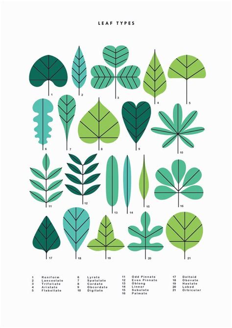 leaf types sarah abbott leaf types