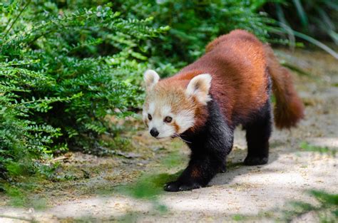 images bokeh animal wildlife zoo mammal fauna red panda endangered vertebrate