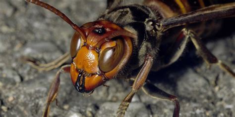 Japanese Giant Hornet Cooked By Honeybees Business Insider