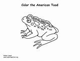 Toad Coloring American sketch template