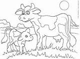 Calf Cow Coloring Pages Printable Kinderart Color Print Pdf Size Getcolorings sketch template