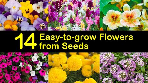 easy  grow flowers  seeds
