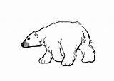 Colorat Polar Desene Urs Deseneaza Ursulet Flori Ursul Conteaza Educatia Pui Koala sketch template