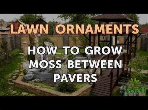 grow moss  pavers youtube   growing moss lawn