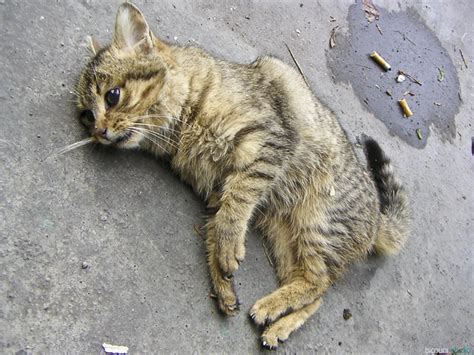 dead cat ludovic loiseau flickr