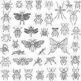 Insekten Handgezeichnet Insects Insekt Grafik Vektorset sketch template