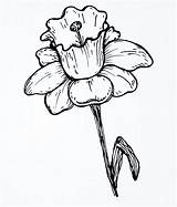 Daffodil Jonquil Daffodils Getdrawings sketch template