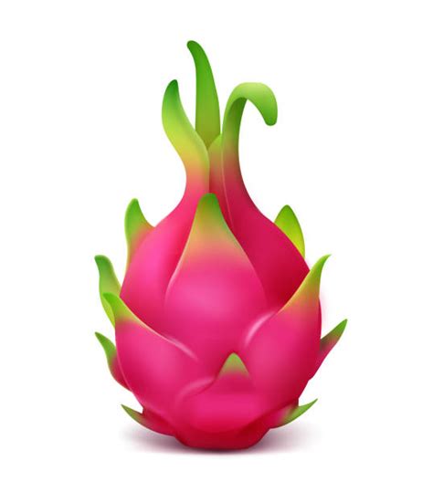 royalty  dragon fruit clip art vector images illustrations istock