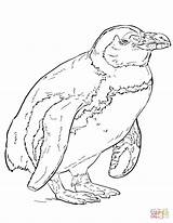 Penguin African Coloring Pages Drawing sketch template