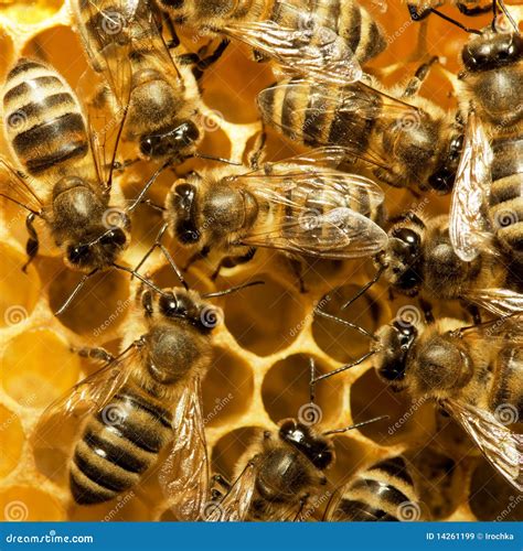 bijen op de bijenkorf royalty vrije stock afbeeldingen afbeelding