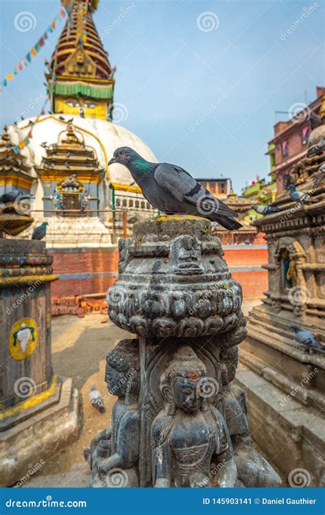 pigeon  kaathe swayambhu shreegha chaitya stupa stock image image  traditional sculpture