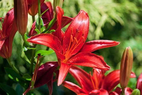 What Is The Meaning Behind Lilies Lily Flower Meaning And Symbolism