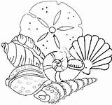 Shells Beach Coloring Pages Sea Seashell Seashells sketch template