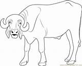 Buffalo Indian Coloringpages101 sketch template