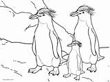 Coloring Penguin Pages Feet Printable Happy Penguins Emperor Pittsburgh Foot Little Kids Color Drawing Baby Cool2bkids Getcolorings Chinstrap Getdrawings Colorings sketch template
