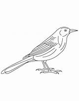Bird America North Coloring Pages sketch template