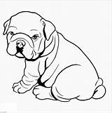 Bulldog Coloring Pages Dog Puppy Pitbull American Fat Cute Drawing Printable Bulldogs Georgia Kids Clipart Color Baby Chubby Sheet Animals sketch template