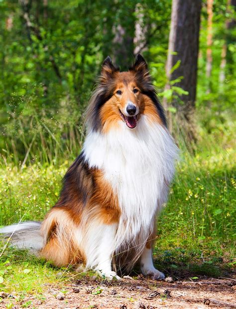 large dog breeds    top family pets