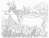 Deer Coloring Pages Printable Mule Kids Hunting Template Print Animal Buck Tailed Doe Animals Color Desert Realistic Colouring Adult Sheets sketch template