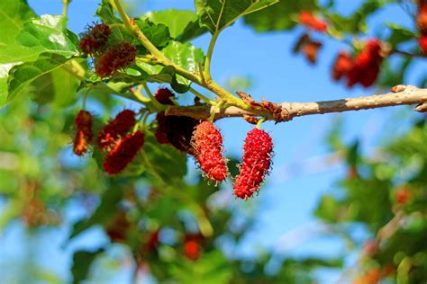 mulberry tree planting guide