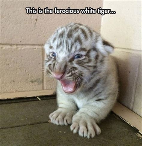 funny tiger memes graphics pictures images  picsmine