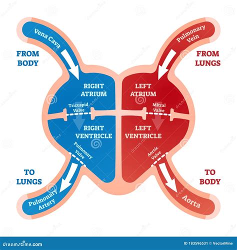 heart blood flow vector illustration labeled cardiology system