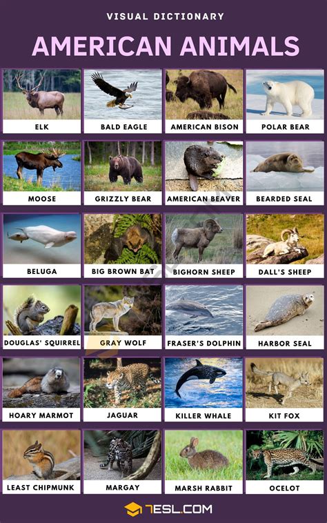 american animals list  common animals     america esl