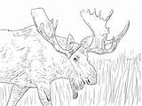 Alaska Elch Moose Elk Alce Kategorien sketch template