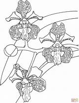 Orquidea Vanda Orchidee Orchids Ausmalbilder Tricolor Blumen Muneca sketch template