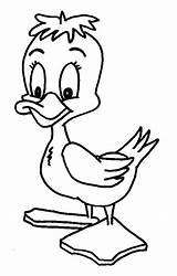 Enten Malvorlagen Coloring Malvorlagen1001 Ducks Duckling sketch template