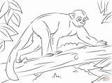Monkey Coloring Squirrel Designlooter sketch template