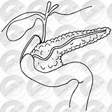 Pancreas Login sketch template