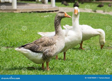 american buff goose  white geese stock image image  park white