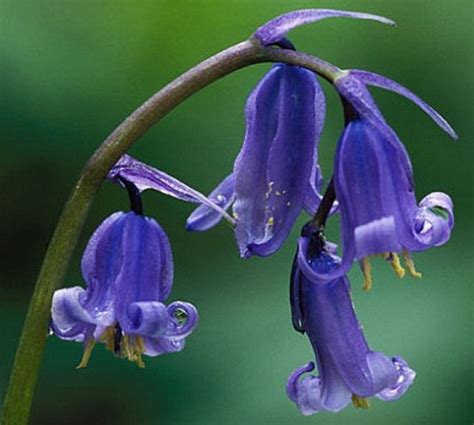 ciri ciri bunga bluebells si lonceng biru