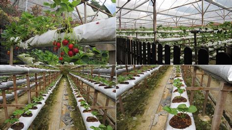 homemade diy howto  strawberry farm genting highland pahang