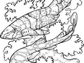 zebra sharks coloring page  printable coloring pages xgif