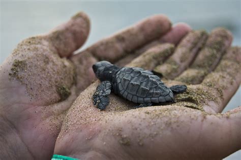 mexico tiene uno de los mas valiosos santuarios de tortugas marinas en