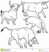 Taureau Camarguais Colorier Vache Veau Dessus sketch template
