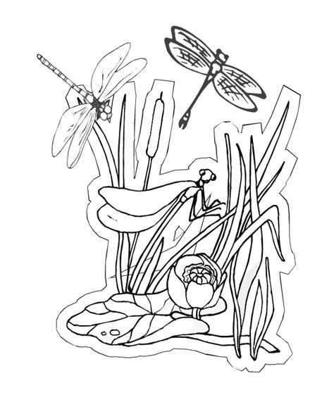 dragonfly coloring pages coloring home