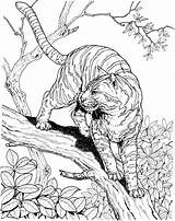 Tiger Coloring Pages Color sketch template