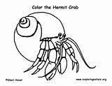 Hermit Coloring Crab Crabs Pdf Support Exploringnature sketch template