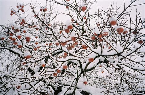 utrecht oude hortus apple tree frank van der  flickr