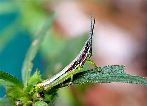 wingless grasshopper grasshopper
