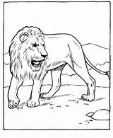 Lion Coloring Pages Printable Kids Family sketch template