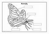Labelling Minibeast Sparklebox Minibeasts Sheets Related Items sketch template