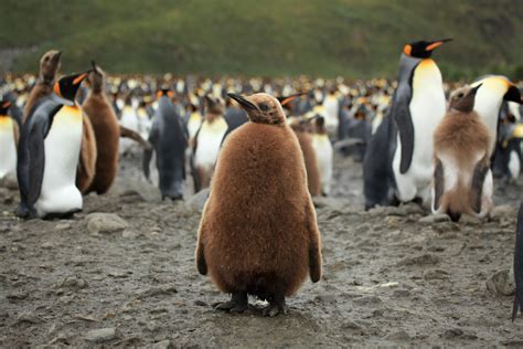 king penguins pictures  facts