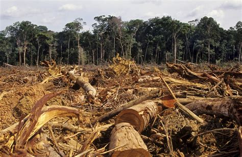 deforestation   brazilian amazon rainforest  increased