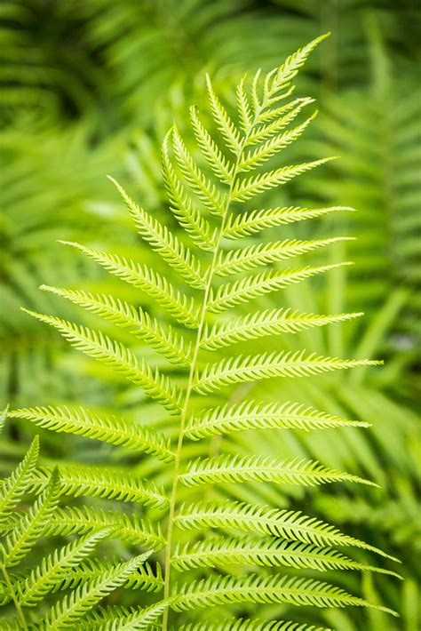 identification   identify  fern gardening