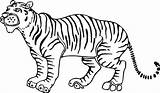 Tiger Tigre Tigres Colorare Coloring Disegni Kolorowanki Tigri Tygrysy Bella Tygrys Cores Resultado Clipartmag Sponsored sketch template